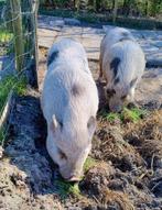 Babe & Dobby zoeken samen een nieuw thuis, Meerdere dieren, Varken, 0 tot 2 jaar