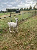 Alpaca hengst, Dieren en Toebehoren, Overige Dieren, Juni, Mannelijk