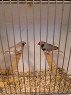 Zebravinken zwartwang, Mannelijk