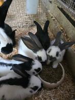 Lotharinger konijn konijntjes, Dieren en Toebehoren, Konijnen, Meerdere dieren
