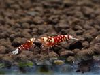 Red fancy tiger 10 stuks + 2 gratis, Kreeft, Krab of Garnaal