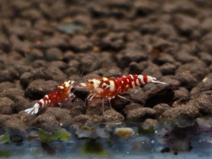 Red fancy tiger 10 stuks + 2 gratis, Dieren en Toebehoren, Vissen | Aquariumvissen, Kreeft, Krab of Garnaal