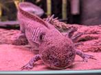 Axolotl (mogelijk met aquarium), Dieren en Toebehoren, Reptielen en Amfibieën