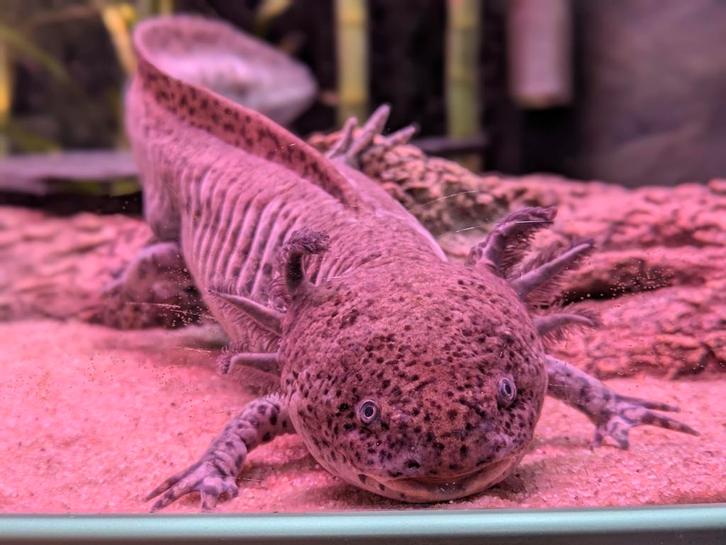 Axolotl (mogelijk met aquarium), Dieren en Toebehoren, Reptielen en Amfibieën