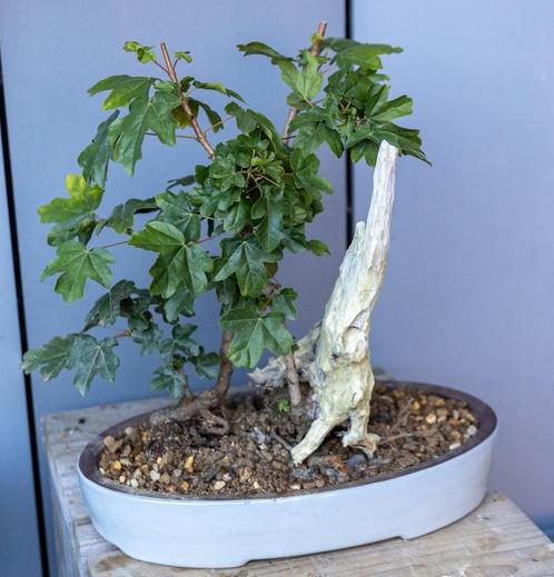 Bonsai speciale acer met doodhout, Tuin en Terras, Planten | Bomen, Overige soorten, Minder dan 100 cm, Halfschaduw, Bloeit niet