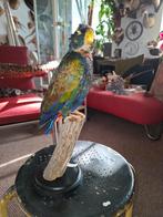 Opgezette.Taxidermie.Taxidermy.Bronsvleugel Margrietje, Ophalen of Verzenden, Zo goed als nieuw, Vogel, Opgezet dier