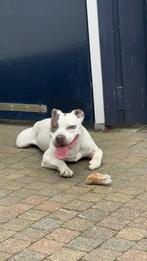 Amerikaanse stafford, Parvo, Eén hond, 3 tot 5 jaar, Nederland