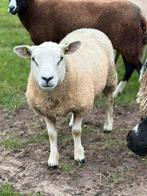 Tk 2 engelse texelaar ooien van 2024, Dieren en Toebehoren, Schapen, Geiten en Varkens, Vrouwelijk, Schaap