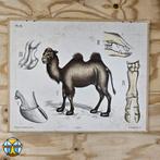 Vintage schoolplaat kameel Emil
Moestue a/s Oslo (P1 28), Ophalen of Verzenden, Natuur en Biologie