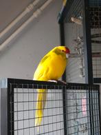 2 roodvoorhoofd kakariki's, Dieren en Toebehoren, Vogels | Parkieten en Papegaaien, Meerdere dieren, Parkiet, Tam