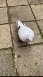 Duiven te kopen of ruilen naar jongen postduiven, Meerdere dieren