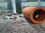 Frontosa Black Widow Tanganyika Cichliden, Dieren en Toebehoren, Vissen | Aquariumvissen, Vis, Zoetwatervis