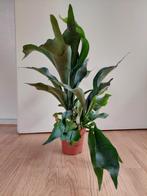Platycerium Bifercatum - Hertshoornvaren H: 45 cm., Huis en Inrichting, Kamerplanten, Ophalen, Overige soorten, Halfschaduw, Minder dan 100 cm