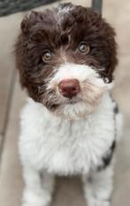 Austalier Doodle, Dieren en Toebehoren, 15 weken tot 1 jaar, Reu, Parvo, Eén hond