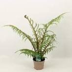 Wollige boomvaren (Cyathea Tomentosissima) verkoop2+3 mei, Ophalen, Zomer, Overige soorten, Volle zon