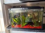 Aquarium met kersenbuikjes, Dieren en Toebehoren, Vissen | Aquaria en Toebehoren, Ophalen, Zo goed als nieuw, Gevuld zoetwateraquarium