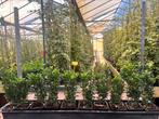 Euonymus Green Spire 12 maten vanaf €0,69 en 10-20 cm hoog, Ophalen, Zomer, Overige soorten, Halfschaduw