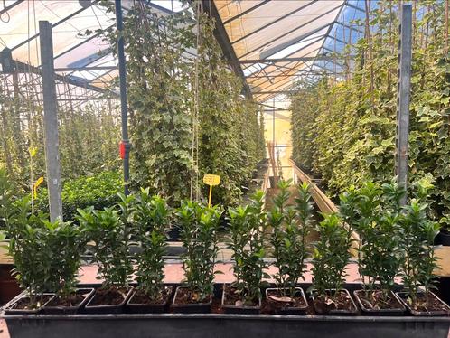 Euonymus Green Spire 12 maten vanaf €0,69 en 10-20 cm hoog, Tuin en Terras, Planten | Tuinplanten, Overige soorten, Halfschaduw
