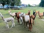 Alpaca’s te koop, hengst, merrie, veulens, Dieren en Toebehoren, Meerdere dieren