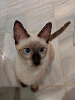 Prachtige Siamese X zusjes, Poes, Kortharig, 0 tot 2 jaar