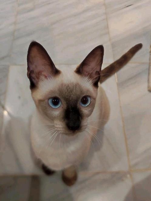 Prachtige Siamese X zusjes, Dieren en Toebehoren, Katten en Kittens | Overige Katten, Kortharig, Poes, 0 tot 2 jaar