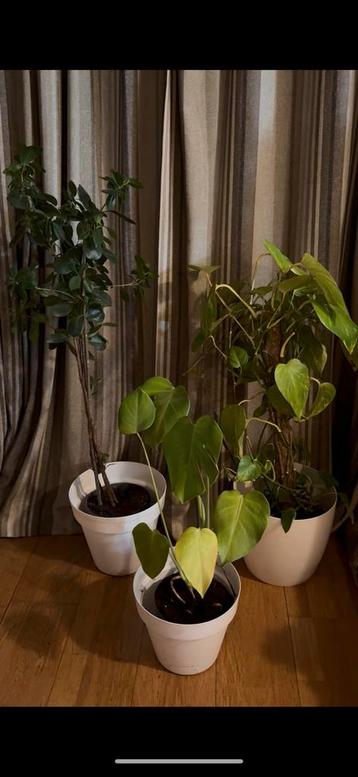 2x grote en 1x kleine groene kamerplant in kunststof pot beschikbaar voor biedingen