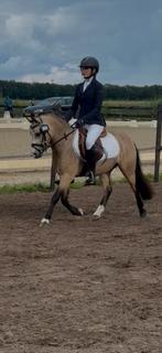 🥇 🥇Top wedstrijdpony te koop 🥇🥇, Gechipt, Ruin, M, Springpony