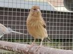 9 Kanaries, Dieren en Toebehoren, Kleurkanarie, Meerdere dieren