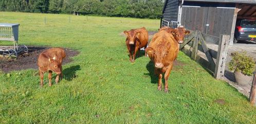 Dexter zoogstel en koe, Dieren en Toebehoren, Runderen, Mannelijk