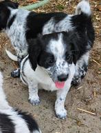 Knappe en speelse kruising Friese Stabij  Kooiker puppy's!, Dieren en Toebehoren, CDV (hondenziekte), Particulier, Meerdere, 8 tot 15 weken