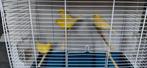 Gele kanaries, Dieren en Toebehoren, Vogels | Kanaries, Meerdere dieren, Kleurkanarie
