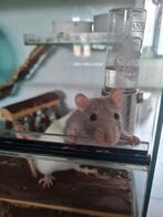 Twee lieve ratjes met terrarium, Dieren en Toebehoren, Knaagdieren, Juni, Vrouwelijk, Rat