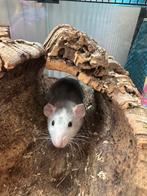 Tamme Mannetjes Rat, Rat, Augustus, Mannelijk, Tam