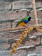 Gouldamadines, Mannelijk