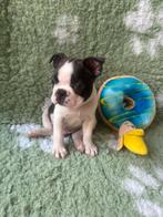 Boston terriër pups, Dieren en Toebehoren, Honden | Jack Russells en Terriërs, Overige rassen, 8 tot 15 weken, Meerdere, Meerdere dieren
