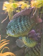 Blauwe acara pulcher, Dieren en Toebehoren, Vis