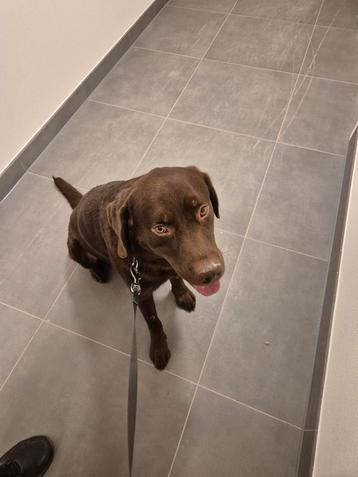 Lieve chocolabrador zoekt nieuwe baas beschikbaar voor biedingen