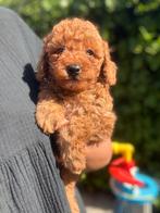 Mini labradoodle pups / mini doodle pups, Overige rassen, CDV (hondenziekte), 8 tot 15 weken, Meerdere