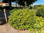 Grote struik, Tuin en Terras, Planten | Struiken en Hagen, Ophalen, Overige soorten
