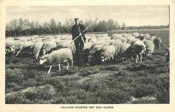 (388-474-023) Veluwe Scheper met zijn kudde beschikbaar voor biedingen