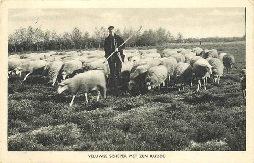 (388-474-023) Veluwe Scheper met zijn kudde, Verzamelen, Ansichtkaarten | Nederland, Gelderland, Verzenden