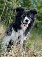 (Incidentele dag) Oppas gezocht !, Particuliere oppas