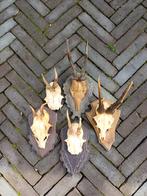 Collectie Geweien op Houten Schilden, Ophalen of Verzenden