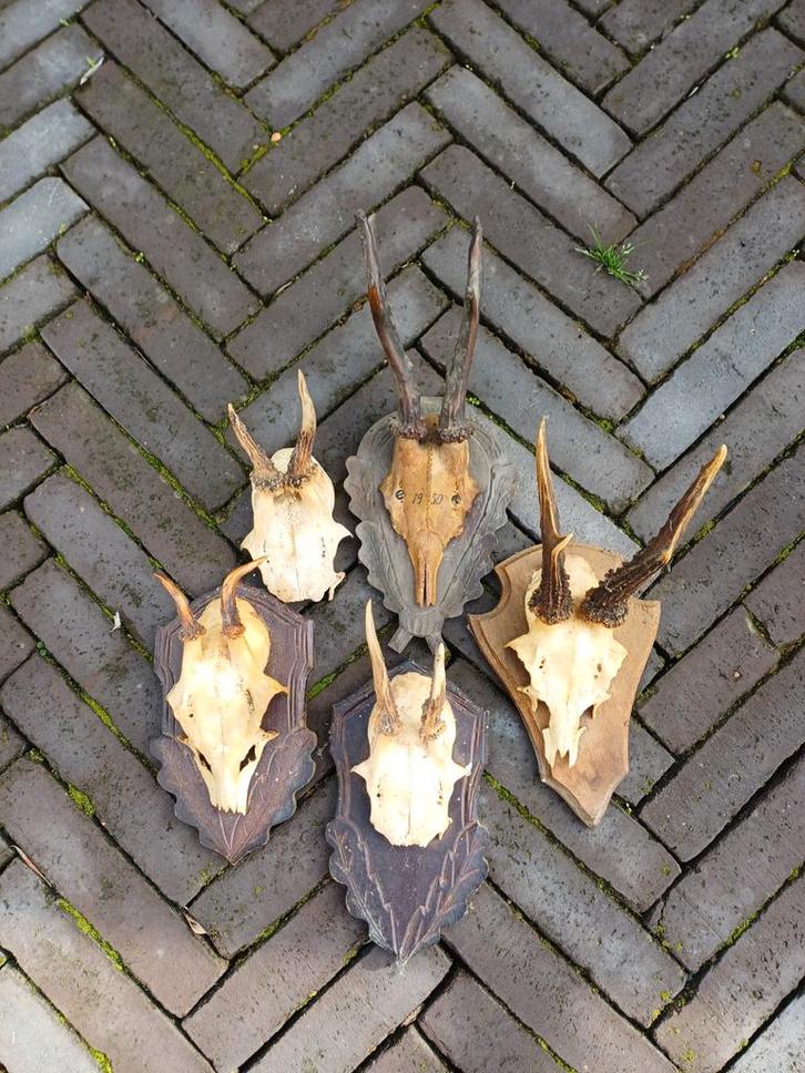 Collectie Geweien op Houten Schilden, Antiek en Kunst, Curiosa en Brocante, Ophalen of Verzenden