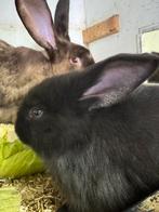 Duitse reuzen, Dieren en Toebehoren, Konijnen, Meerdere dieren, Groot, 0 tot 2 jaar