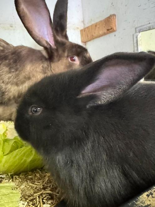 Duitse reuzen, Dieren en Toebehoren, Konijnen, Groot, Meerdere dieren, 0 tot 2 jaar