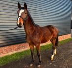 Verdi TN x El Salvador, Dieren en Toebehoren, Paarden, Springpaard, 0 tot 2 jaar, Hengst, 160 tot 165 cm