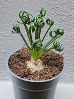 Albuca spiralis 'Frizzle Sizzle' p12, meerdere vergelijkbare, Huis en Inrichting, Minder dan 100 cm, Ophalen of Verzenden, Halfschaduw