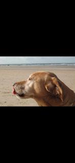 Lieve gezinshond gezocht, Dieren en Toebehoren, Honden | Niet-rashonden, Geslacht onbekend, Eén hond, 3 tot 5 jaar, Nederland