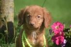 Nova Scotia duck tolling retriever pups, België, Overige rassen, 8 tot 15 weken, Meerdere